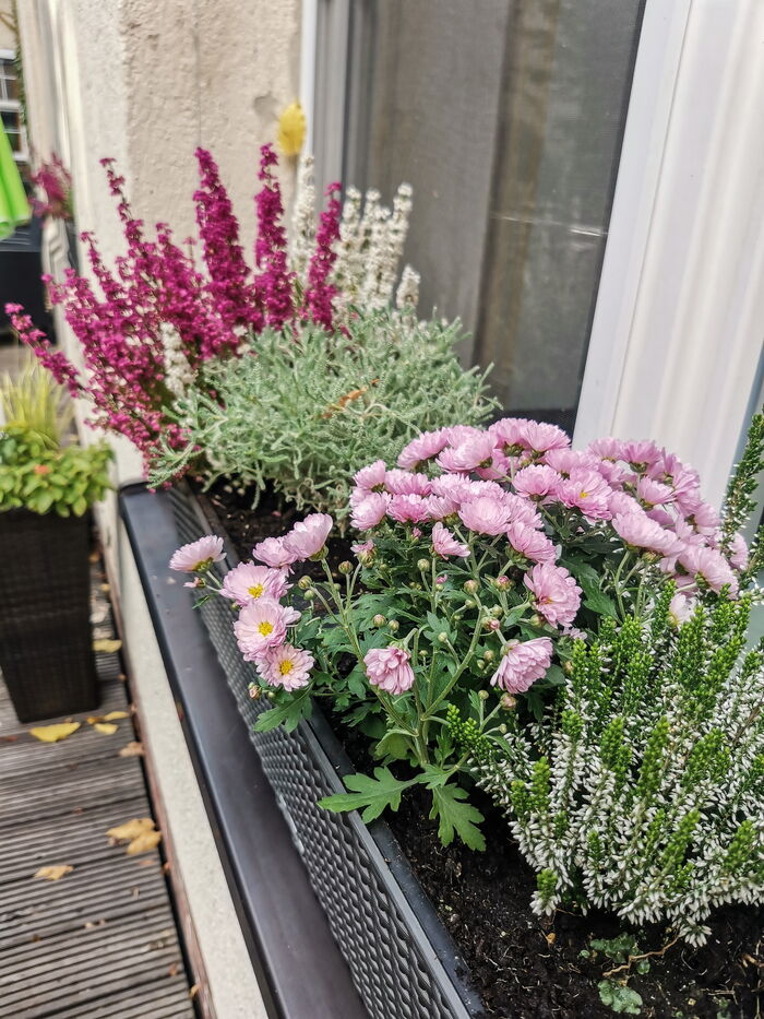 Bepflanzung von Blumenkästen