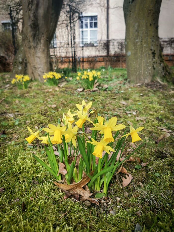 Bepflanzung von Blumenkästen
