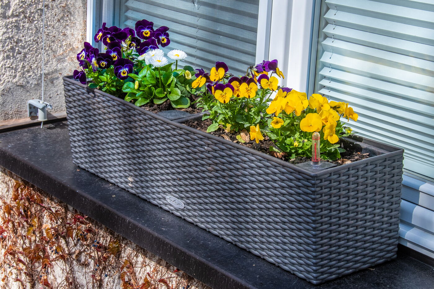 Bepflanzung von Blumenkästen