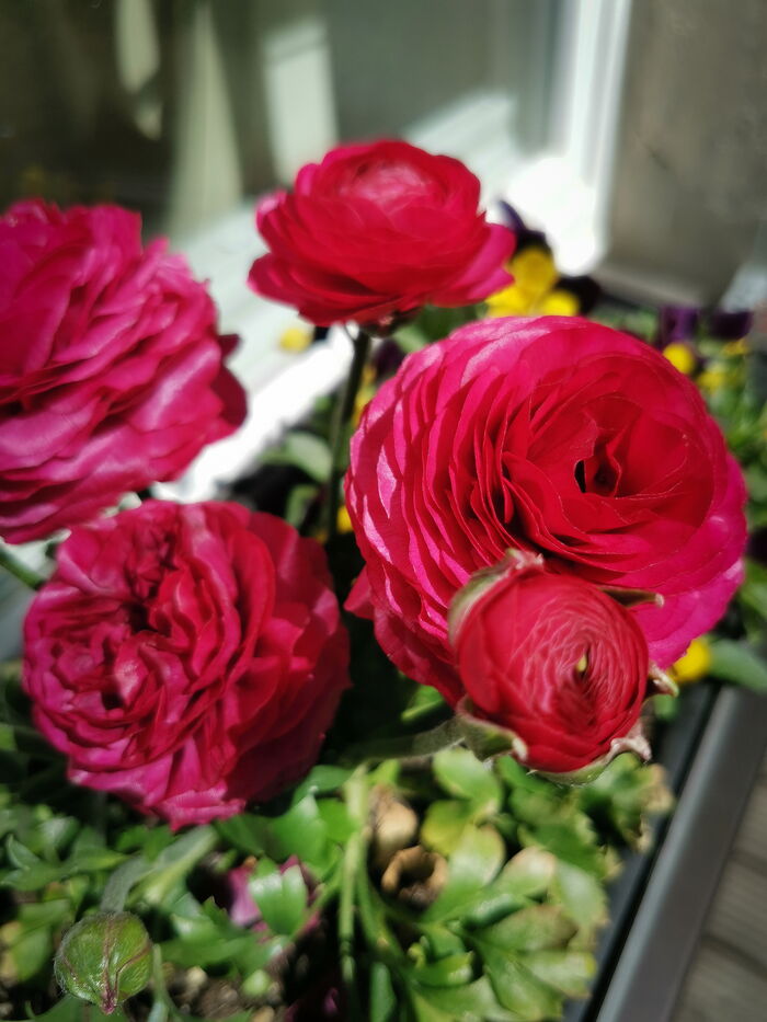 Bepflanzung von Blumenkästen