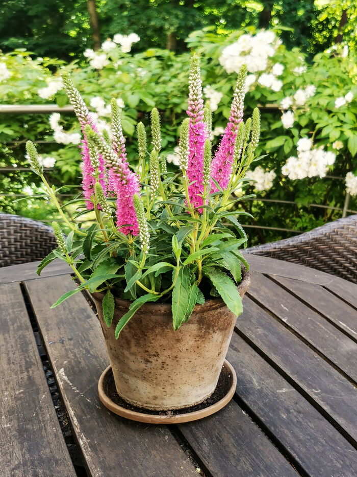 Bepflanzung von Blumenkästen