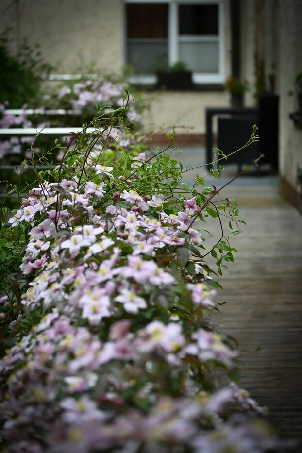 Bepflanzung von Blumenkästen