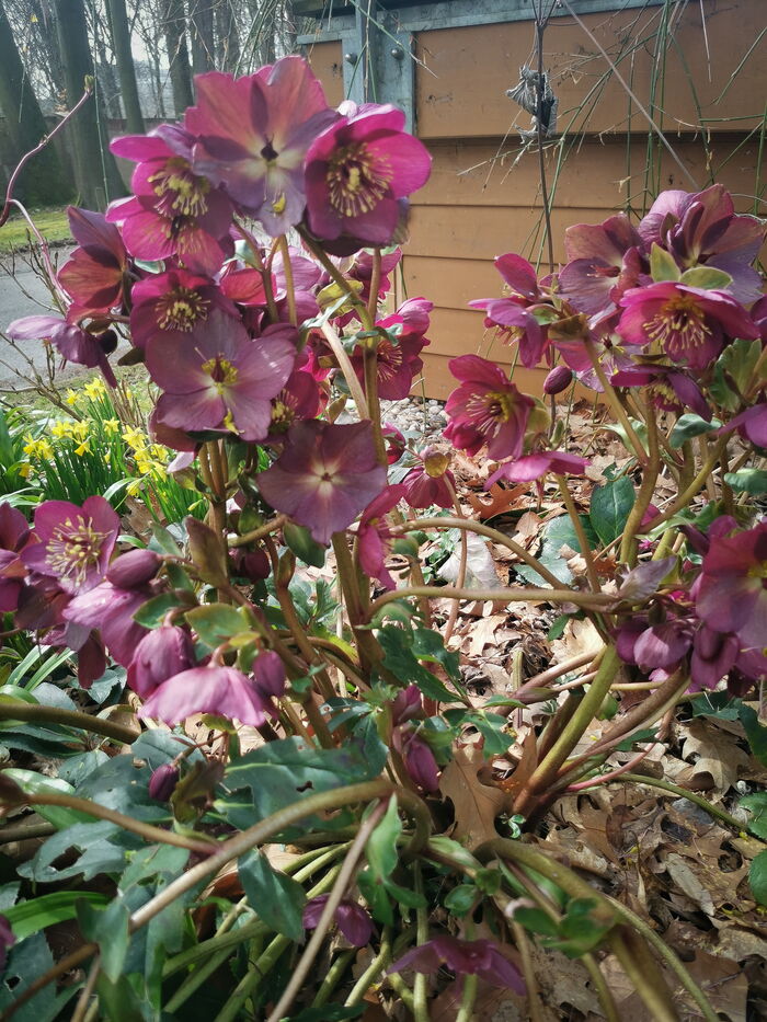 Bepflanzung von Blumenkästen